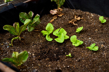 cultivation of small shoots of lettuce in urban garden
