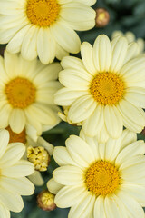 yellow Marguerite closeup