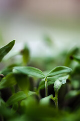 Little green sprouts appeared from the ground