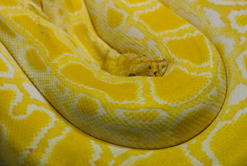 Close up of a Burmese python snake