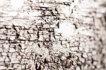 Bark of a tree
