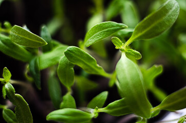 Little green sprouts appeared from the ground