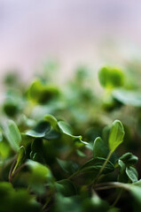 Little green sprouts appeared from the ground