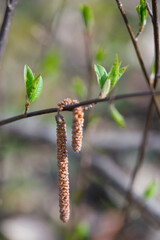 First green leaves of a hazelnut tree in spring time