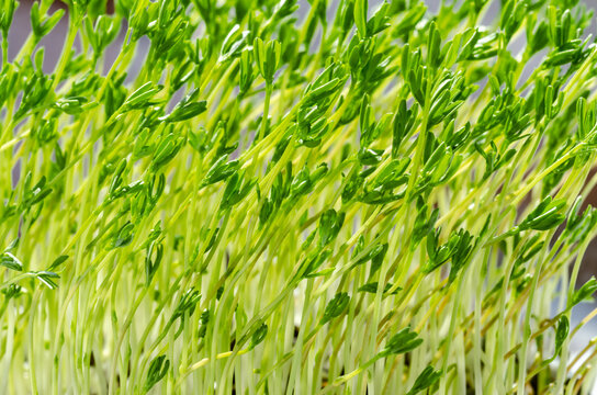 Puy lentil microgreens, growing in bright sunlight. Green shoots of Le Puy green lentils, seedlings, and young plants. Sprouted French green lentils, Lens esculenta puyensis. Close up, food photo.