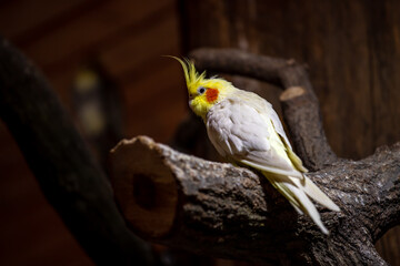 View of grey-yellow male budgie cockatiel parrot on the tree branch