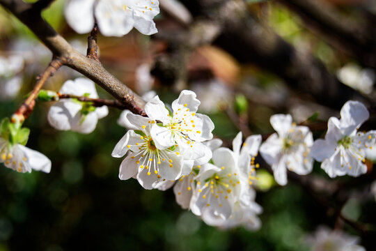 soft image of prunus flowers on a blurry background