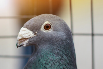 Dove portrait. Bird in a cage. a symbol of peace.