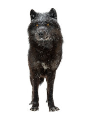 canadian black wolf during snowfall isolated on white background