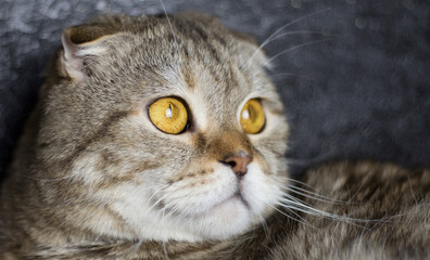 Naklejka na ściany i meble A cat with big eyes. Striped cat.