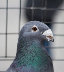 Dove portrait. Bird in a cage. a symbol of peace.
