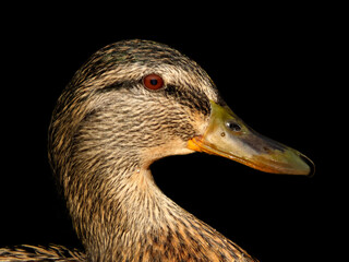Close up portrait of the head of a female Mallard Duck