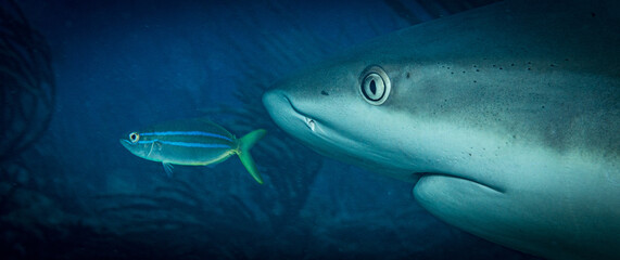 A Caribbean reef shark follows close behind a Rainbow Runner (Elagatis bipinnulata) on the reef off...