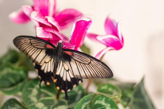 A large Asian butterfly drinks nectar from a flower. Swallow Tail, papilion Lowi
