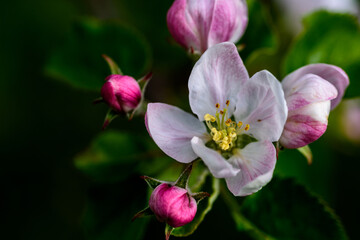 Fototapeta na wymiar Cherry blossom and buds in the garden during springtime