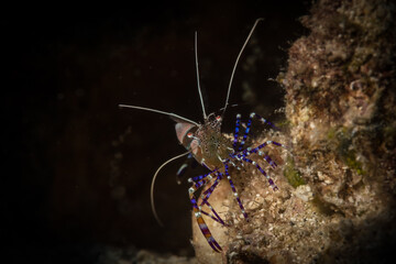 Spotted Cleaner Shrimp (Periclimenes yucatanicus) on the reef off the Caribbean island of St Martin