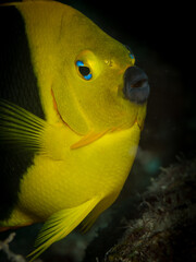 Rock Beauty (Holacanthus tricolor) on the reef off the Caribbean island of St Martin