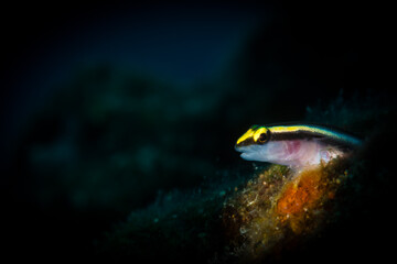 Yellowprow Goby (Gobiosoma xanthipora) on the reef off the Caribbean island of St Martin