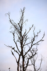 A crow in a crocked tree in the sunset with golden hour/blur hour.