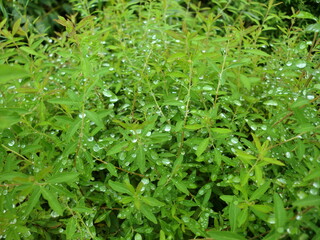 植物の葉にたくさんの水滴