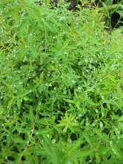 植物の葉にたくさんの水滴