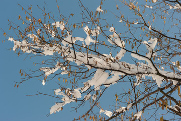Against the background of the spring blue sky is a beautiful branch of the hazel tree with the remnants of melting snow from the sun and ready to bloom.