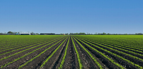 Fototapeta na wymiar Fresh planted corn crops