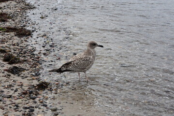 Möve am Strand