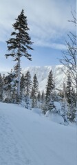 snow covered trees in the mountains