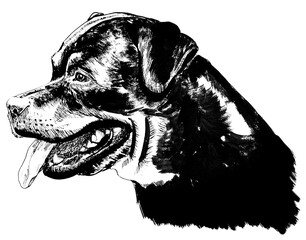 line drawing of Rottweiler