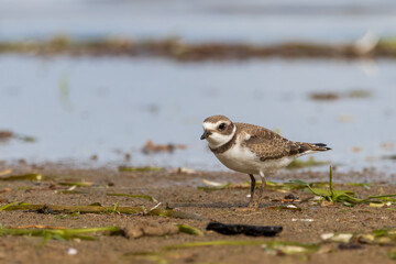 Cute young semipalmated plover standing on a riverbed