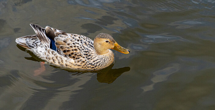 Leucistic Mallard Duck on Lake showing black and white speckled feathers and refelection in water