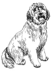 line drawing of labradoodle