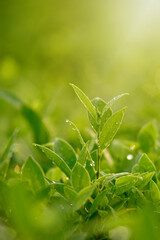 Green nature background. Closeup view of green leaf on blurred greenery background in garden with beauty under sunlight for natural and freshness wallpaper concept. with copy space