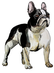 french bulldog drawn in watercolour and ink