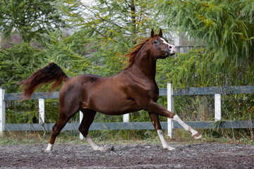 Beautiful chestnut horse running in paddock on the sand background