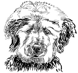 line drawing of labradoodle