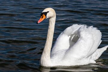 Naklejka premium swan on the lake