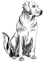 line drawing of labrador - obrazy, fototapety, plakaty
