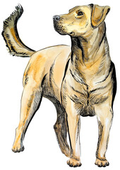 labrador drawn in watercolour and ink