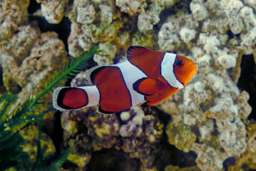 Fototapeta na wymiar Ocellaris clownfish