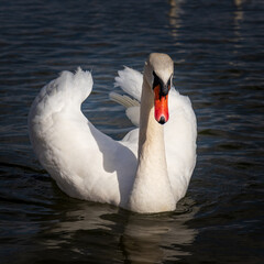 Obraz premium white swan on the water