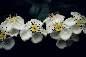 Fototapeta na wymiar Apple blossoms isolated on a dark green background