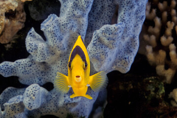 Bicolor angelfish