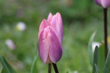 pink tulip flower