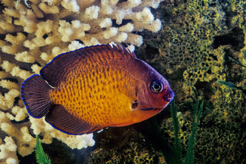 Obraz na płótnie Canvas The twospined angelfish (Centropyge bispinosa), also known as the dusky angelfish, or coral beauty, is a species of marine ray-finned fish, a marine angelfish belonging to the family Pomacanthidae. Th