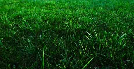 green grass background