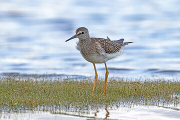 Lesser yellowlegs foraging in the river - green plants in the blue water
