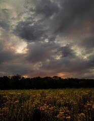 Sunrise over the field