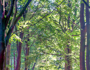 Fototapety na wymiar - Fototapeta24.pl